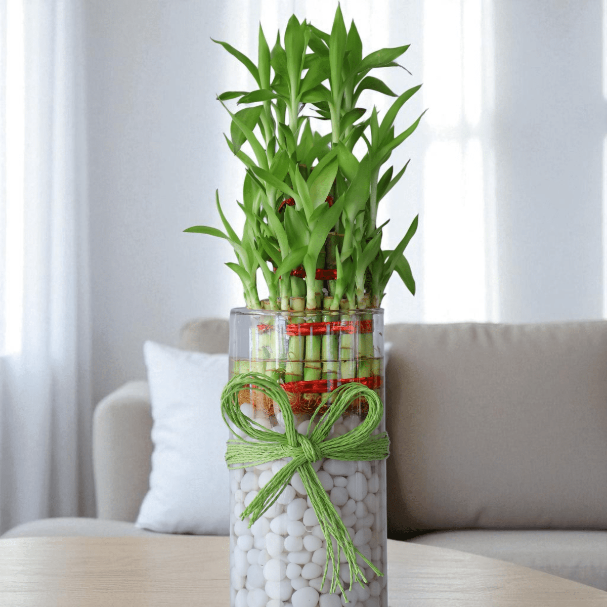 IMG_6820 (2) 3 Layer Lucky Bamboo plant in glass vase with white pebbles and ribbon bow.