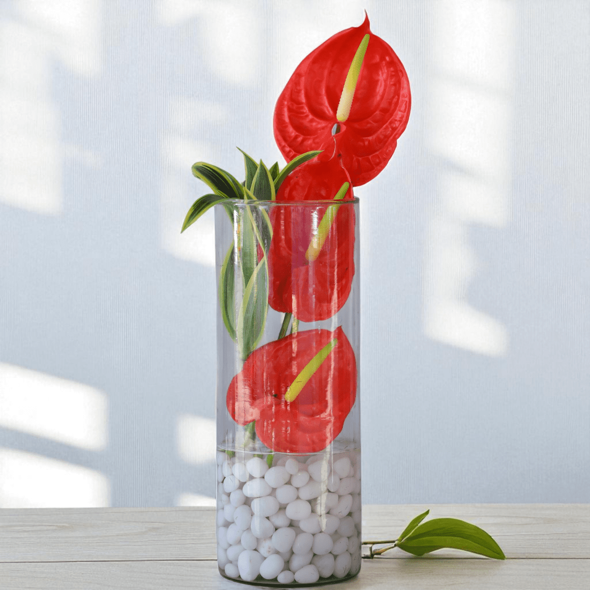 Scarlet Simplicity Anthurium Vase with Red Anthurium Flowers in Cylinder Glass Vase and White Pebbles
