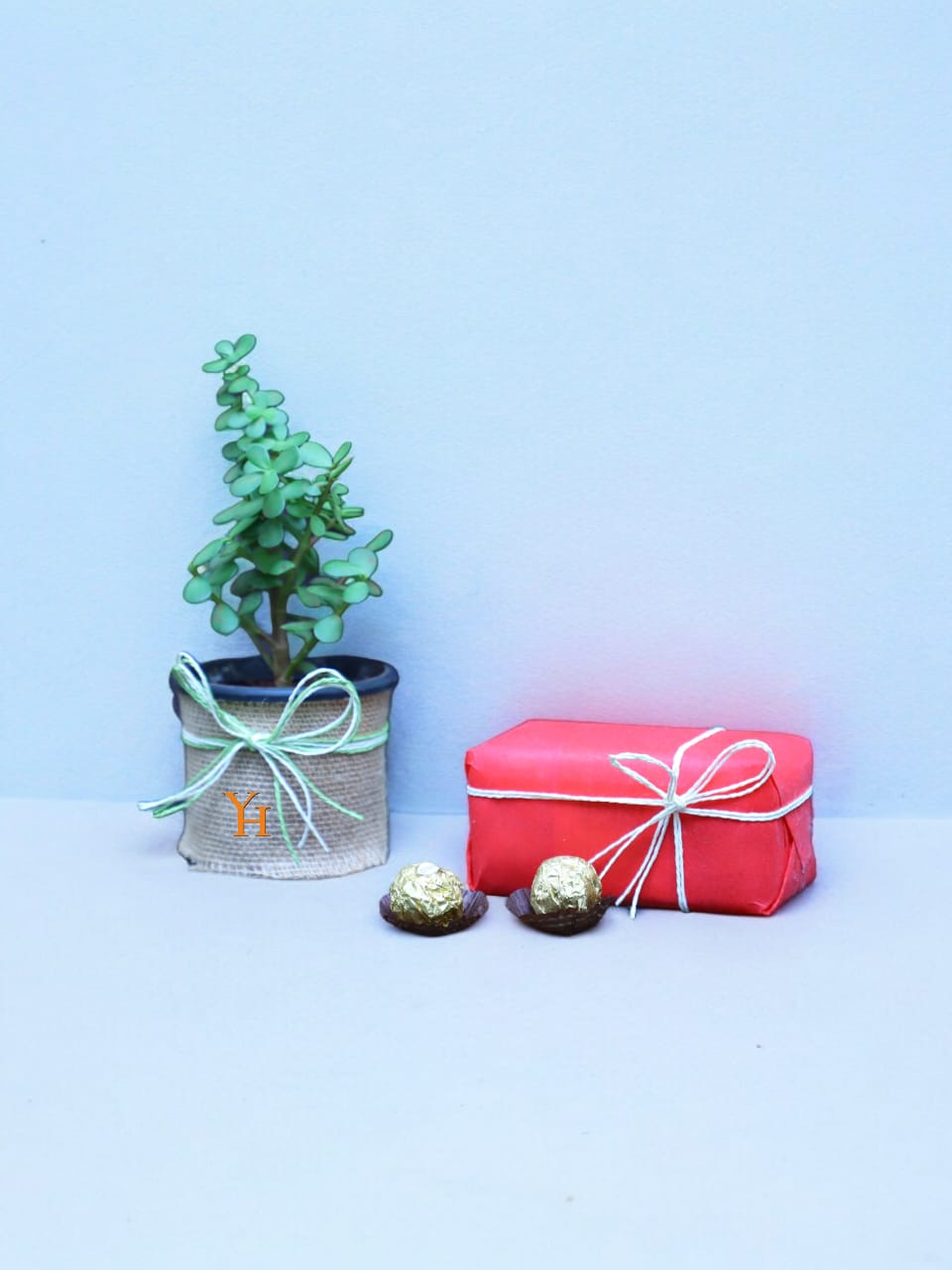 WhatsApp Image 2025-07-15 at 2.52.27 PM (1) Jade plant in jute wrap with 16 Ferrero Rocher in Red Gift Box