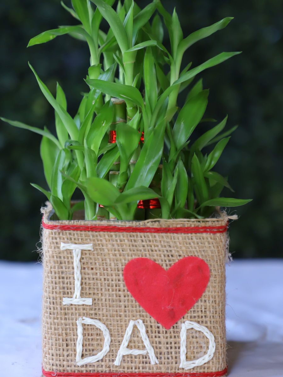 Two layer bamboo plant in glass vase with I Love Dad jute wrapping – YHOJA.COM Father’s Day gift