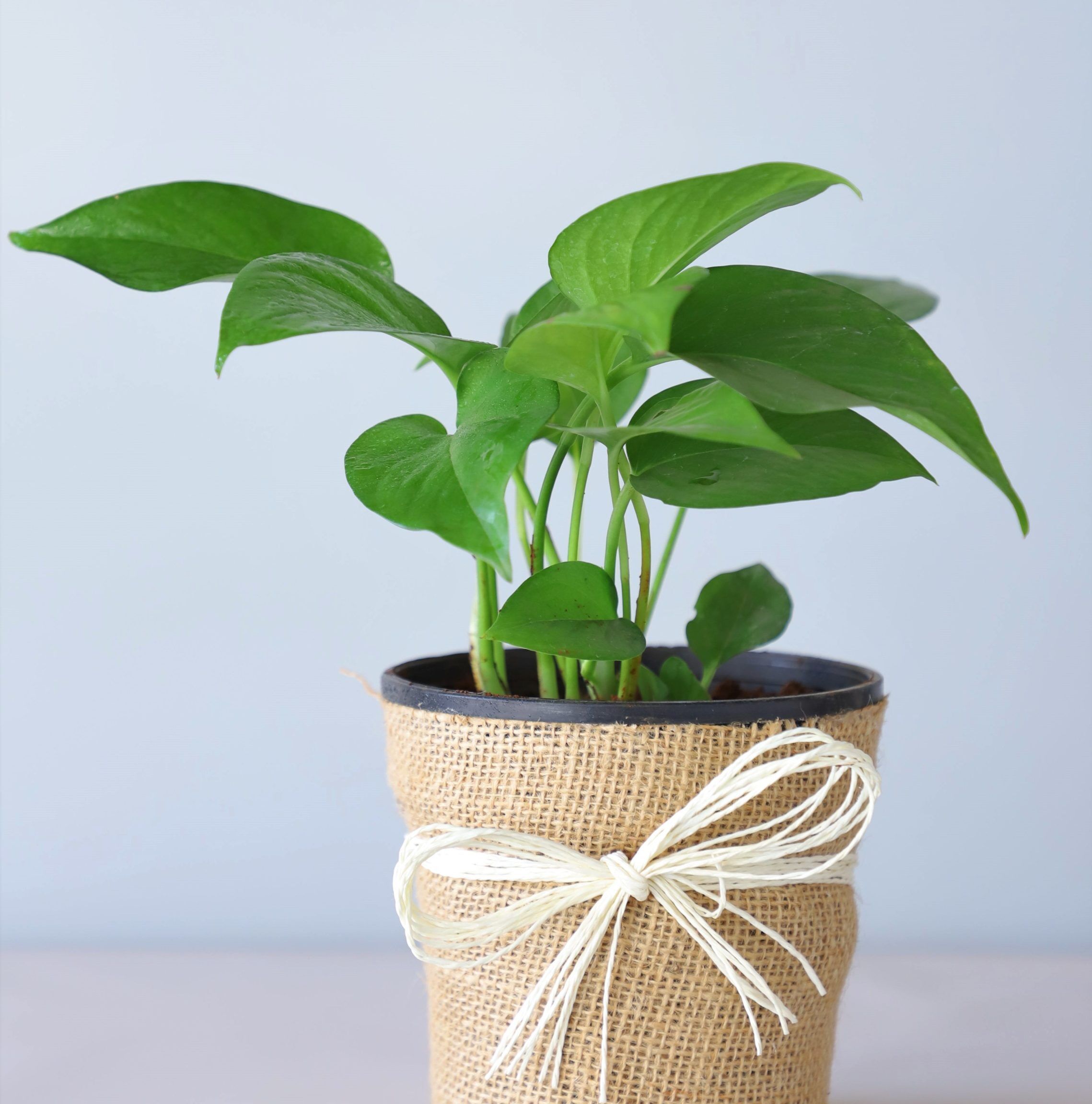 Money Plant in black pot wrapped with jute and white Rossi bow – indoor plant gift by YHOJA.COM
