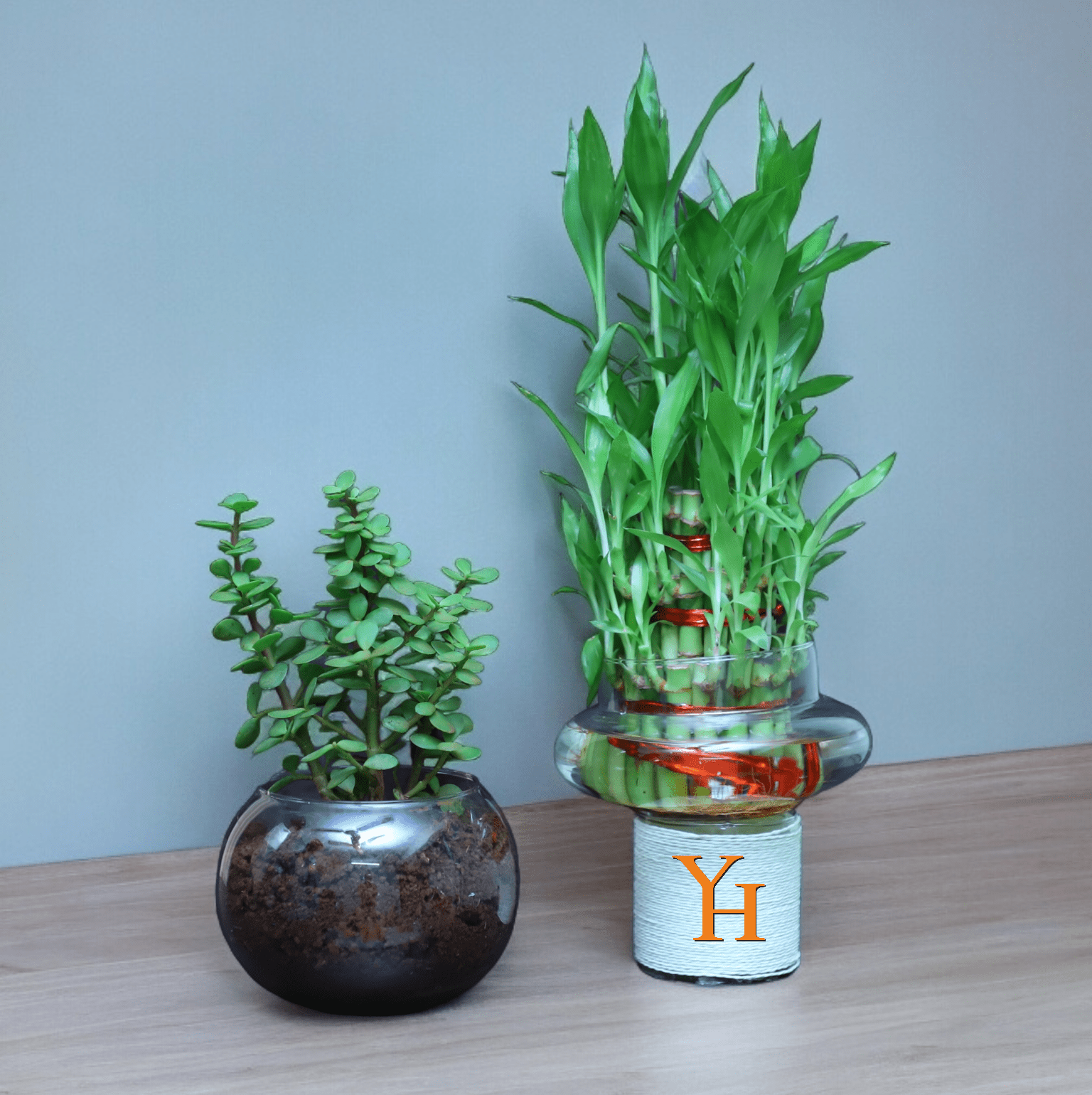 Jade plant in round glass vase and three layer bamboo plant in potpourri vase – YHOJA.COM combo gift