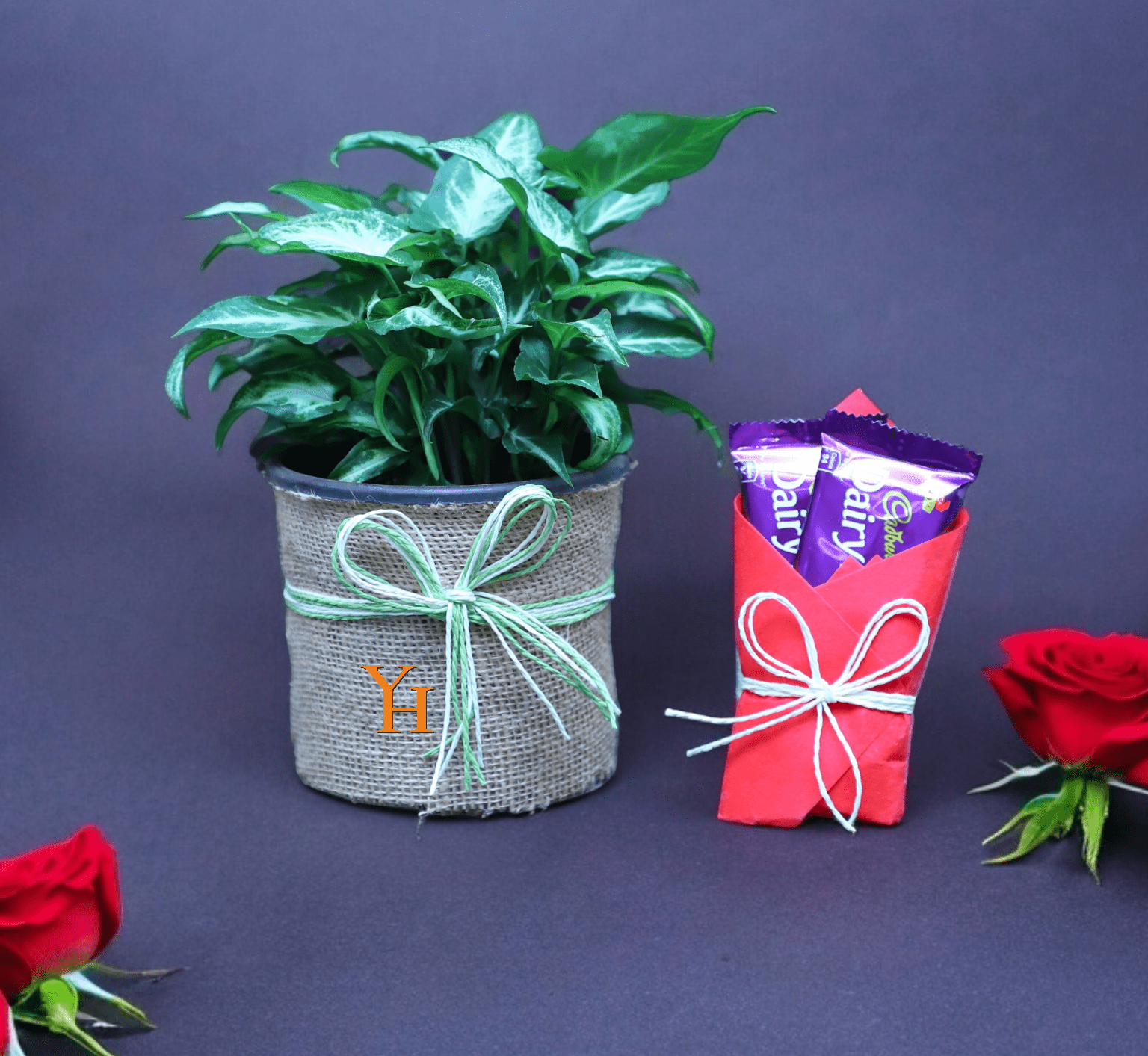 Syngonium plant in jute pot with Cadbury Fruit & Nut chocolate in red wrap – YHOJA.COM gift combo